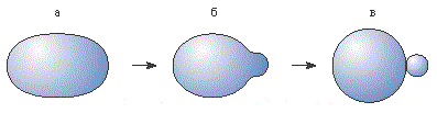 .3